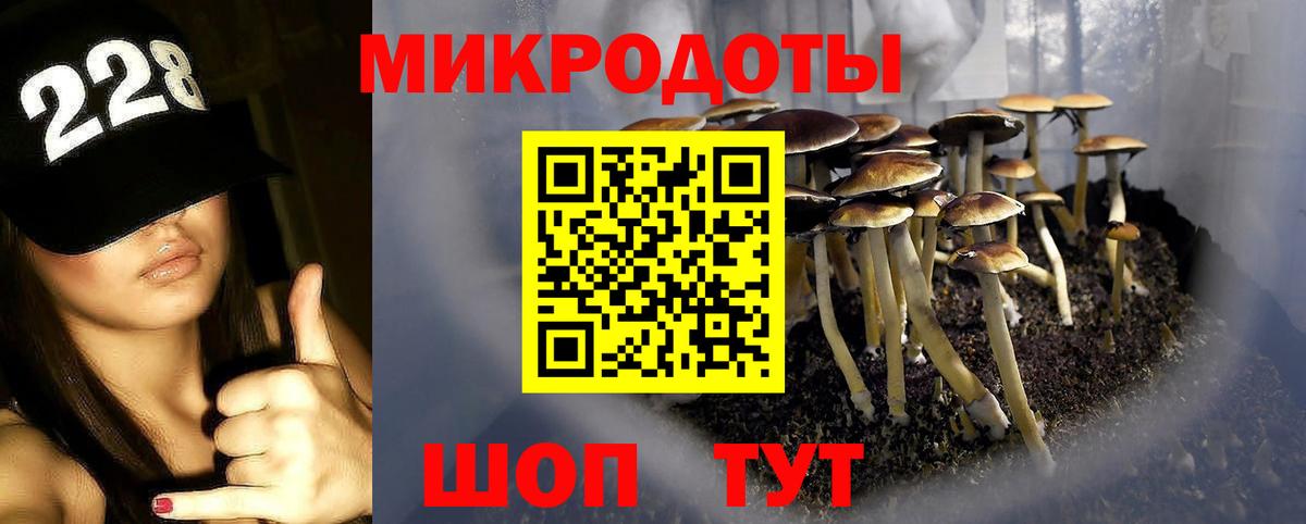 Галлюциногенные грибы Psilocybine cubensis Коряжма